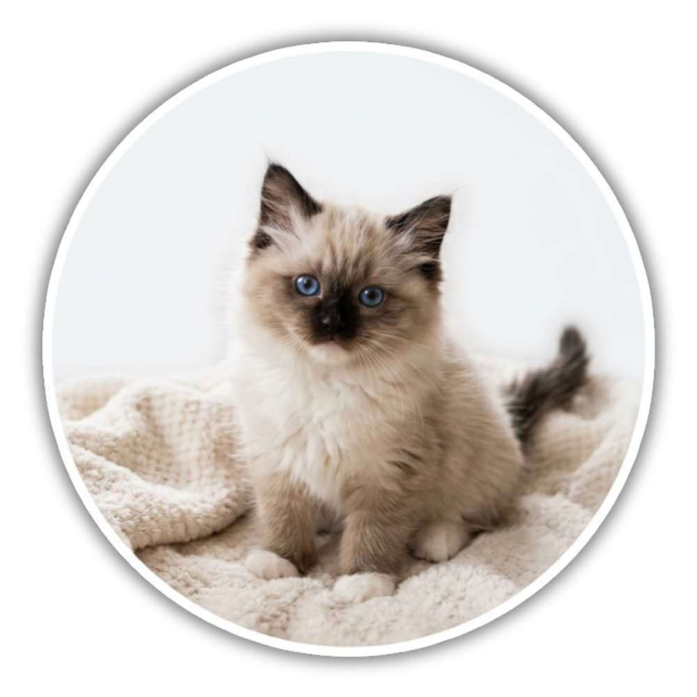 mikeragdollkittens.com