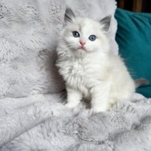 Marshmallow Marshmallow