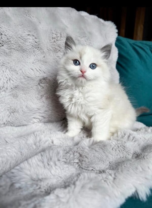 Marshmallow Marshmallow