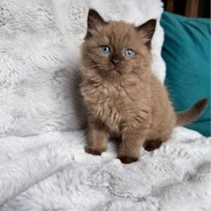 Mocha Mocha