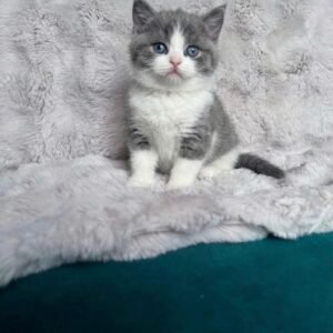 Smudge Smudge