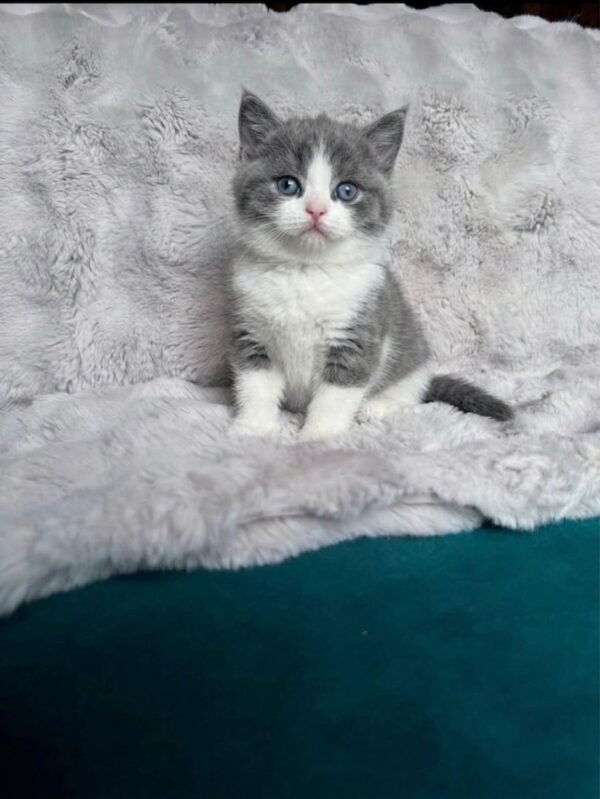 Smudge Smudge