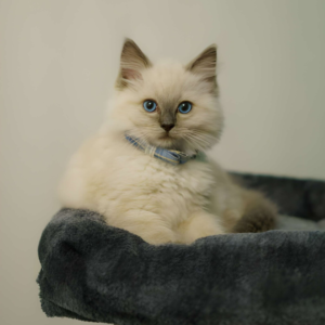Bramble - Male Seal Point Ragdoll