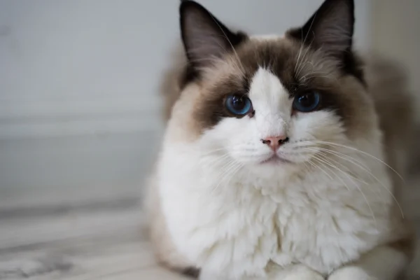 Chestnut Female Seal Point Ragdoll Kitten for Sale