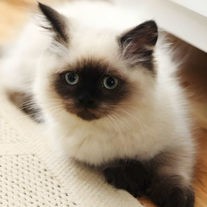 Cocoa – Male Seal Point Ragdoll Kitten