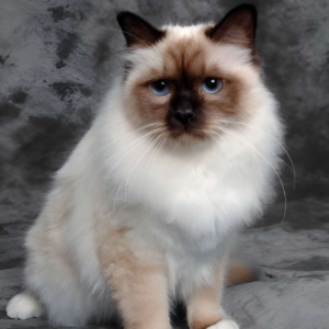Denim - Female Blue Point Ragdoll