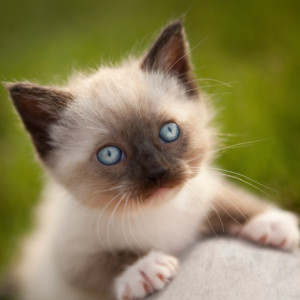 Denim - Female Siamese Ragdoll Kitten
