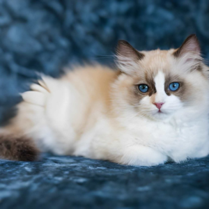 Indigo - Female Blue Point Ragdoll
