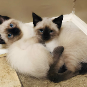 Java – Female Seal Point Ragdoll Kitten