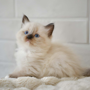 Onyx – Female Seal Point Ragdoll Kitten for Sale