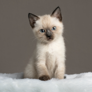 Sable - Female Siamese Ragdoll Kitten