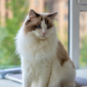 Slate - Female Blue Point Ragdoll Kitten