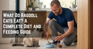 ragdoll-cat-diet