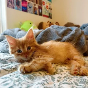 Marmalade Male Flame Point Ragdoll Kitten for Sale Marmalade Male Flame Point Ragdoll Kitten for Sale