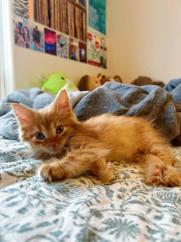 Marmalade Male Flame Point Ragdoll Kitten for Sale