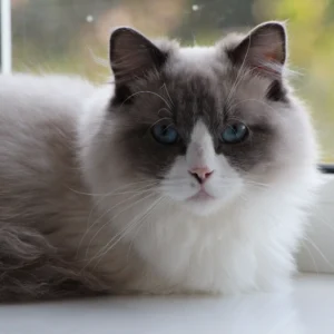 Toffee Male Seal Bicolor Ragdoll Kitten for Sale Toffee Male Seal Bicolor Ragdoll Kitten for Sale
