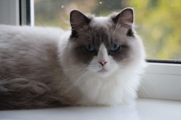 Toffee Male Seal Bicolor Ragdoll Kitten for Sale Toffee Male Seal Bicolor Ragdoll Kitten for Sale