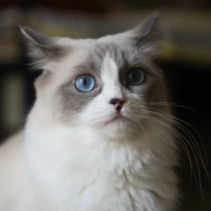 Java Male Seal Point Ragdoll Kitten for Sale Java Male Seal Point Ragdoll Kitten for Sale