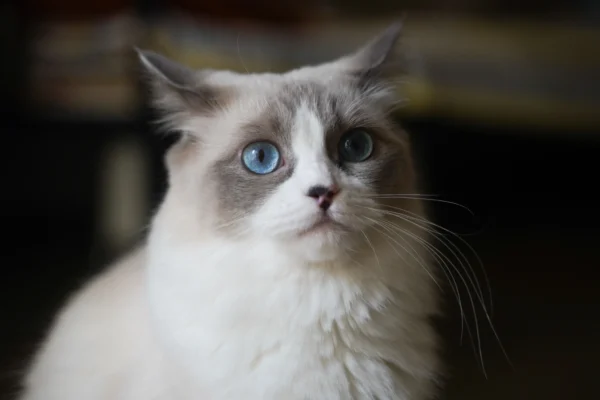Java Male Seal Point Ragdoll Kitten for Sale Java Male Seal Point Ragdoll Kitten for Sale