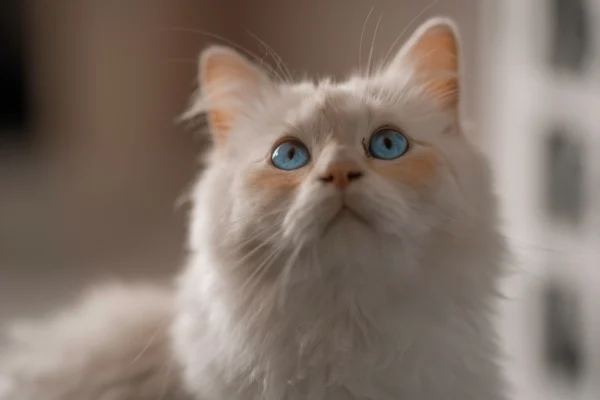 White Ragdoll Kitten for Sale White Ragdoll Kitten for Sale