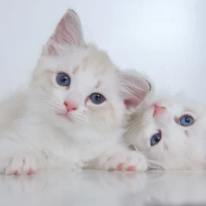 Male Blue Point Ragdoll Kitten for Sale Male Blue Point Ragdoll Kitten for Sale