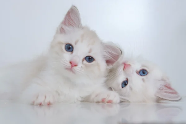 Male Blue Point Ragdoll Kitten for Sale