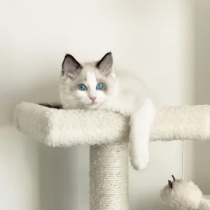 Denim Blue Point Ragdoll Kitten for Sale Denim Blue Point Ragdoll Kitten for Sale