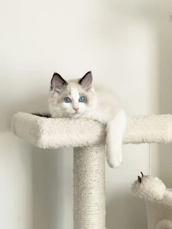 Denim Blue Point Ragdoll Kitten for Sale Denim Blue Point Ragdoll Kitten for Sale