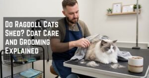 Do Ragdoll Cats Shed? Coat Care and Grooming Explained